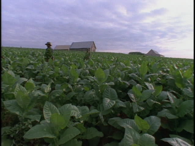 Cuban tobacco farm workers work in a field.