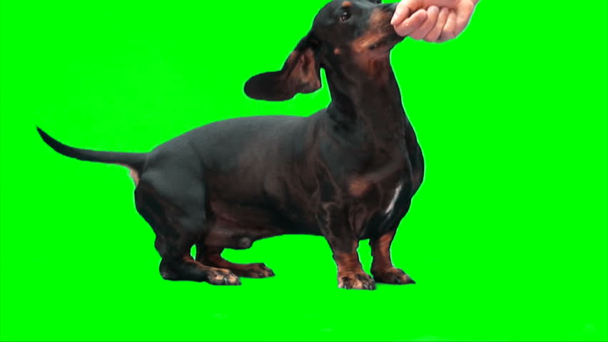 Black dachshund dog eats from hand (sitting)