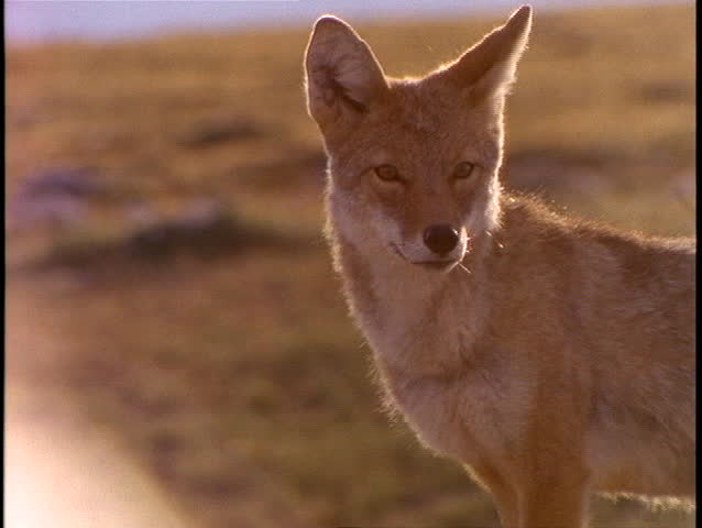 A fox alertly observes its surroundings.