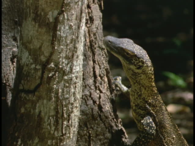 A Komodo Dragon walks along the edge of the water on a sandy beach.