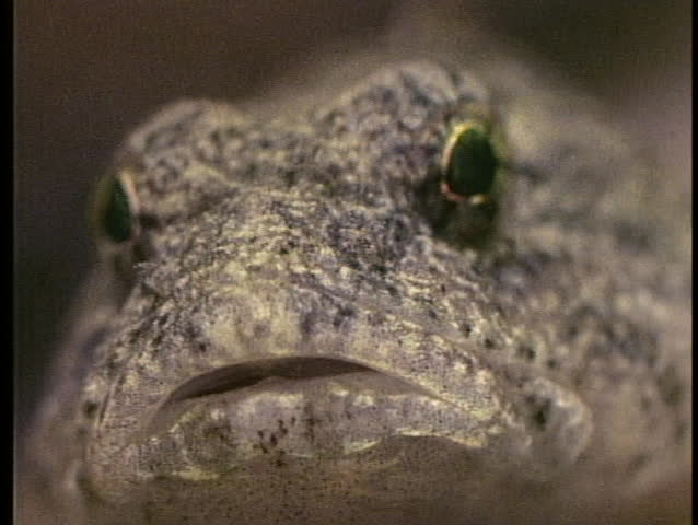 A camouflaged fish slowly stalks its prey.