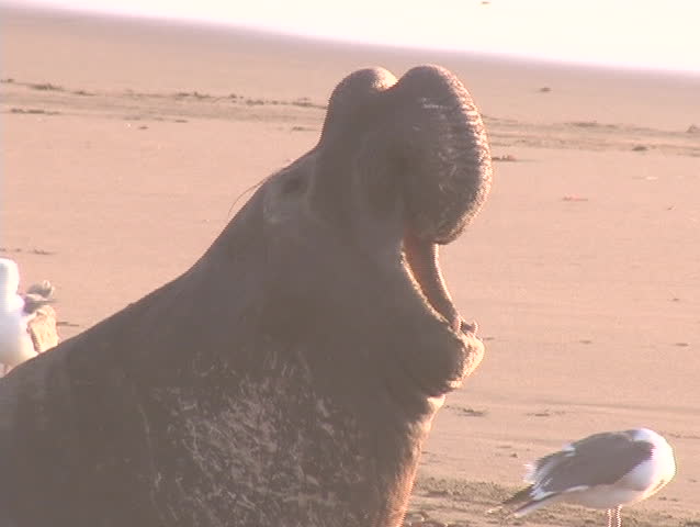 An elephant seal barks out a warning.