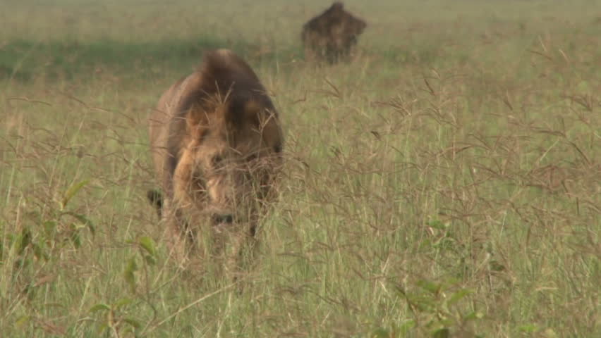 Lion walking through grass.