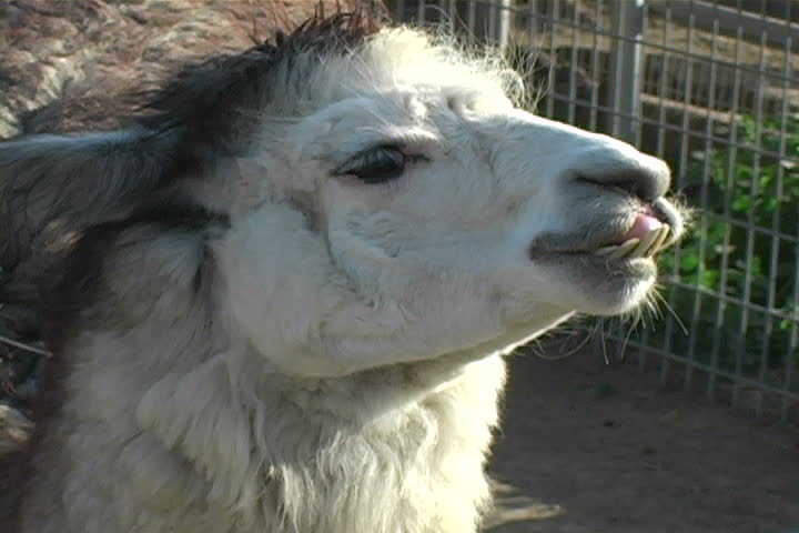 A wise Llama shares his wisdom about life.