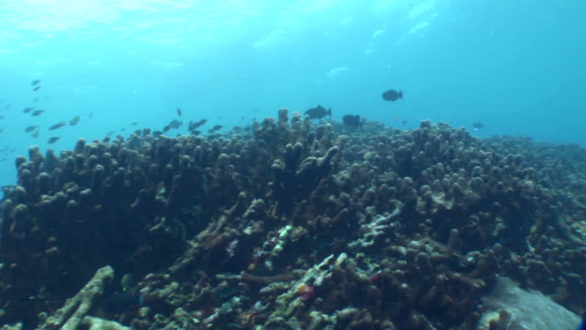 Header of Acropora