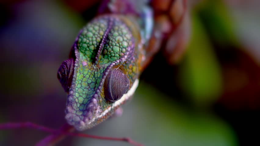 Chameleon Moves its Eyes.