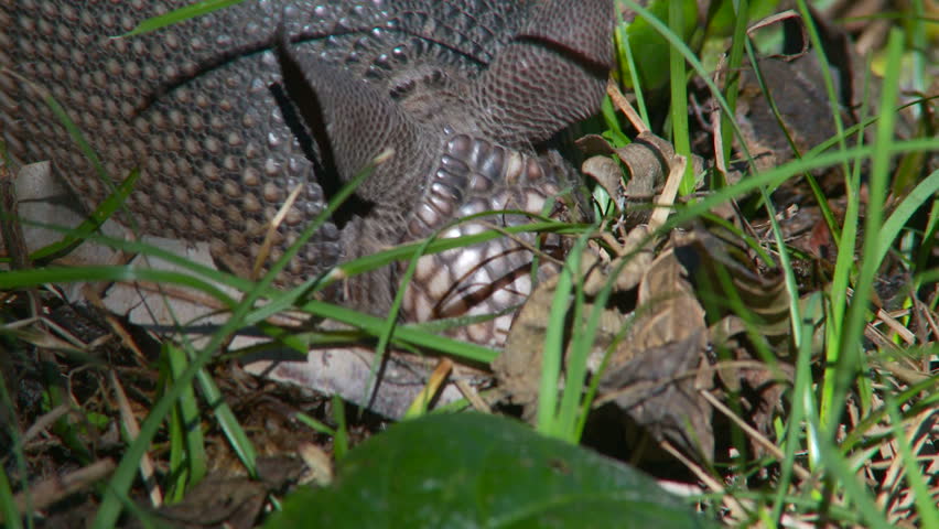 ECU of Armadillo