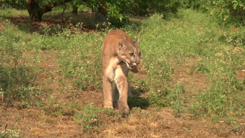 Florida panther walks past camera