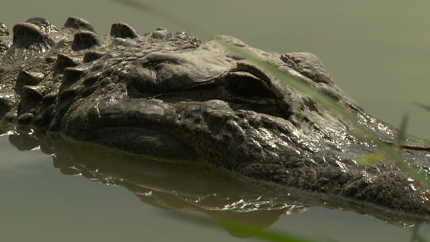 Alligator floating still in water (from various focal lengths)