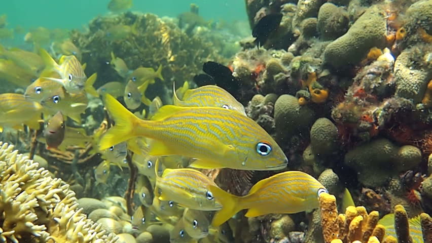 Coral reef with colorful tropical fish, Caribbean sea