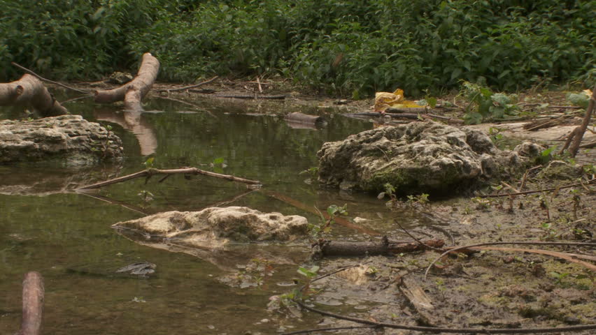 WS - Newborn alligator scrambles across frame into shallow water