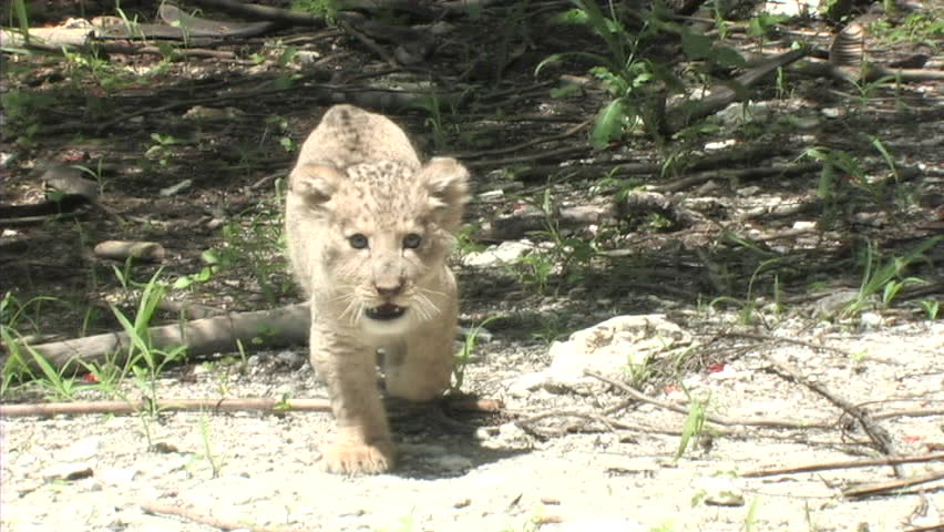 Lion cub walking and running towards camera