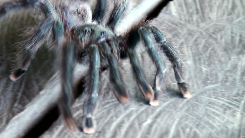 Tarantula