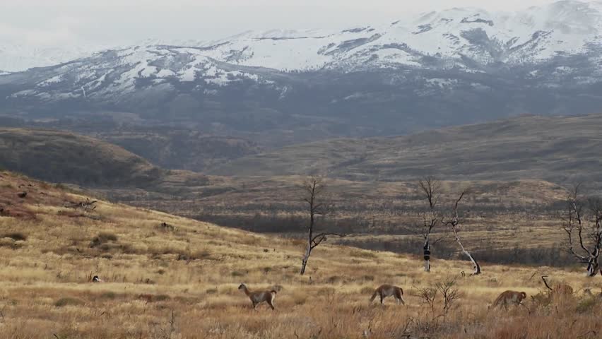 Gorgeous guanaco llamas walk across an open plain in Argentina with the Andes in the background, Torres Del Paine, Patagonia.