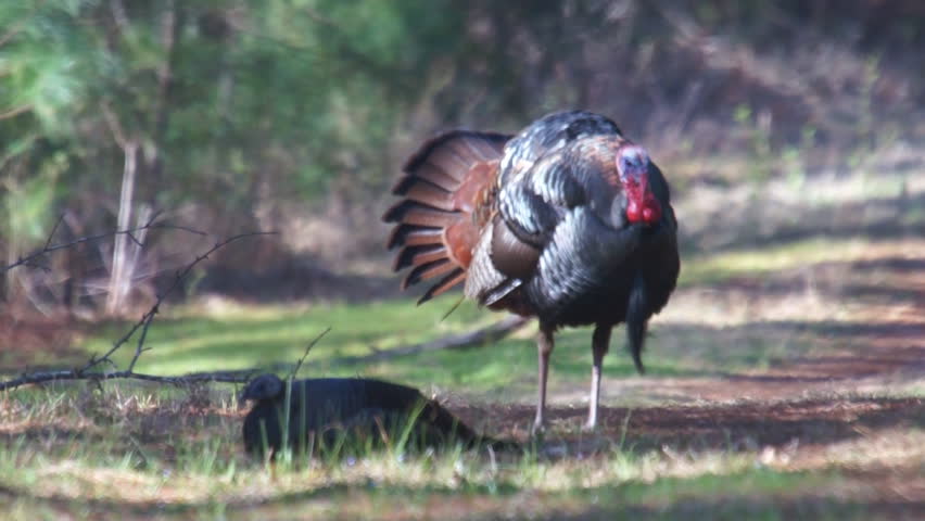 Wild Turkey (Meleagris gallopavo) Gobbler approaching to display to the female for the right to breed in the spring.