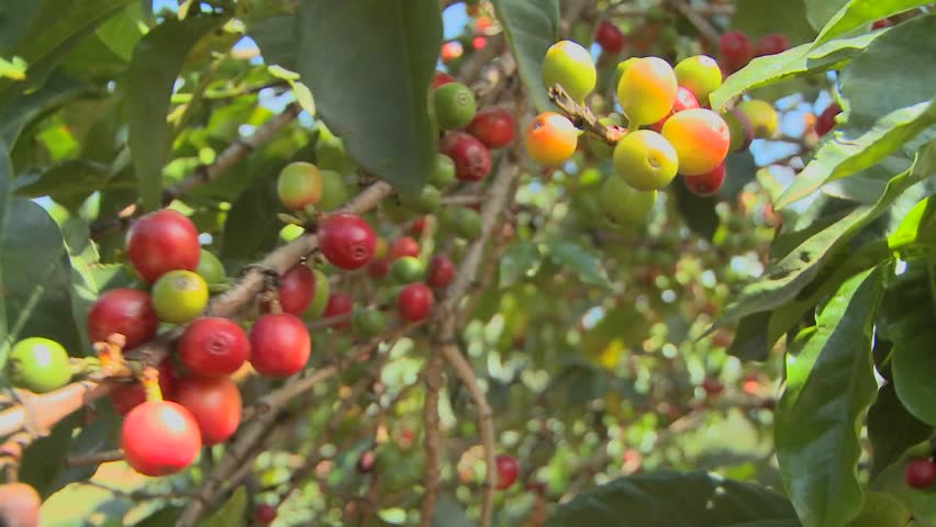 Coffee beans grow on a coffee plantation in the tropics.
