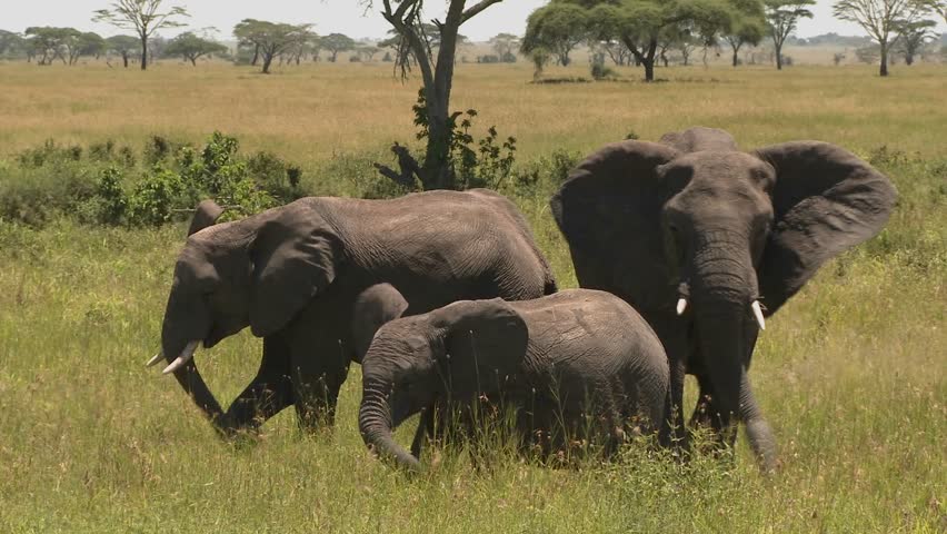 A group of three elephants graze on the Serengeti plains.