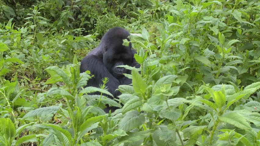 A mountain gorilla sits in greenery on the slopes of a volcano in Rwanda.