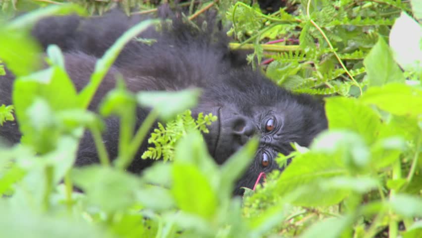 A mountain gorilla sits in the jungle greenery on a volcano in Rwanda.