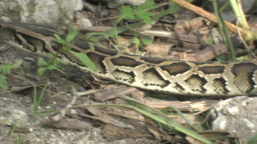Aggressive python
