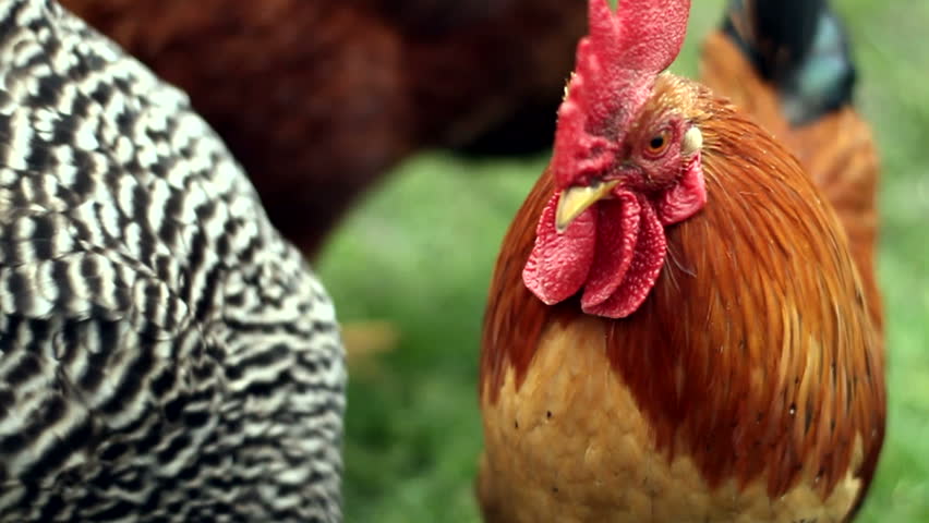 A rooster crows.