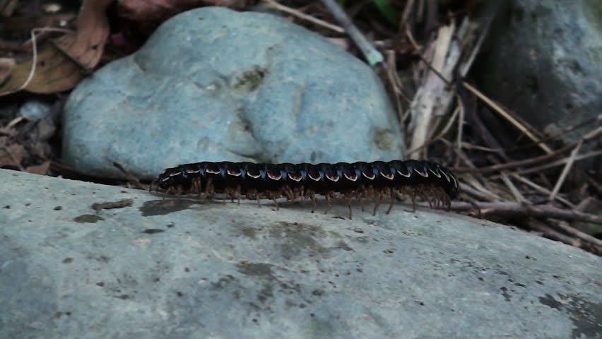 giant centipede
