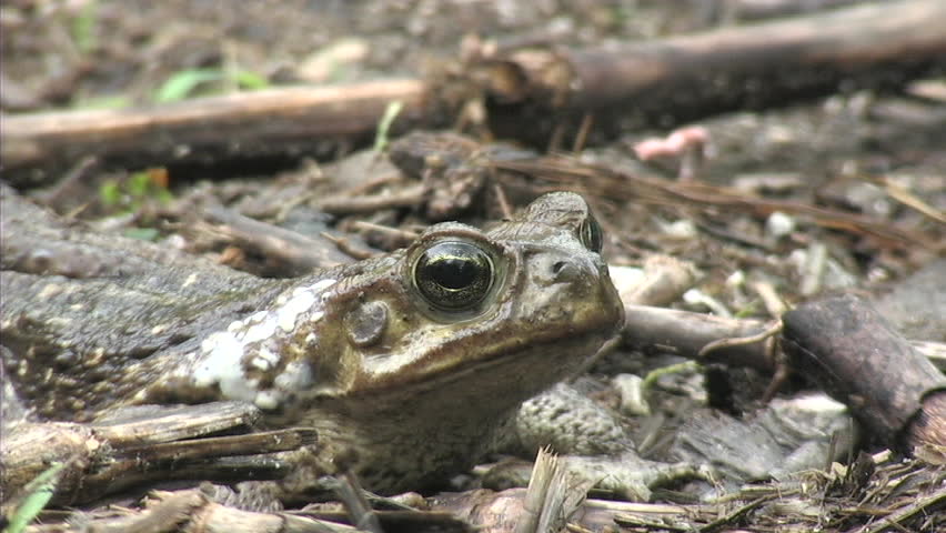 Monitor and Toad encounter