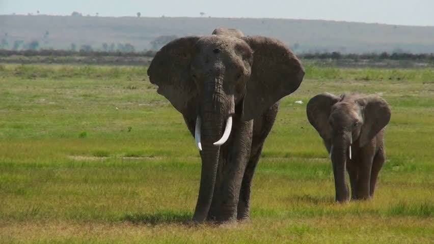 An elephant walks with its baby in Africa.
