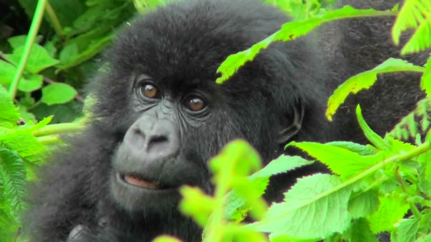 A mountain gorilla baby sits in the greenery of the Rwandan rainforest.
