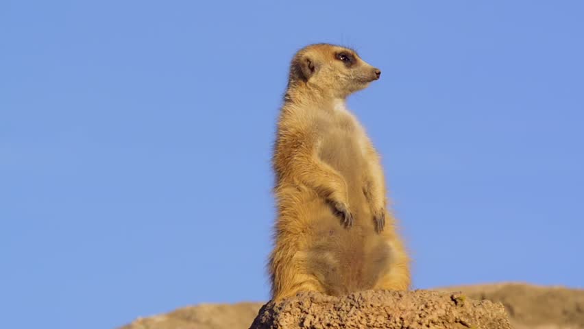 Suricate or meerkat standing in alert position 