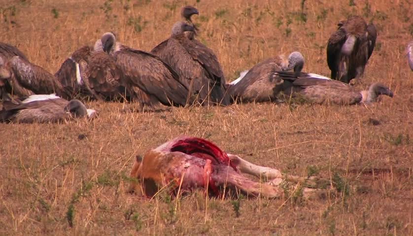 A flock of vultures rest after feasting on a carcass.