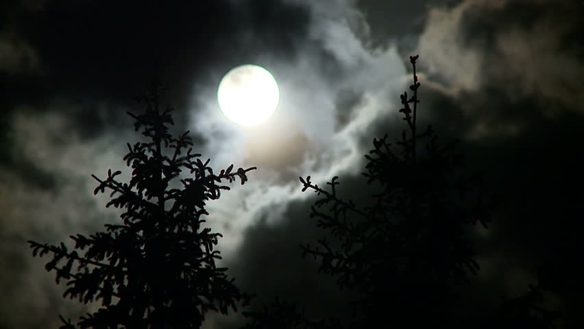Full moon and pines at night