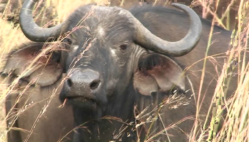 One buffalo sits in grass amongst a large herd.
