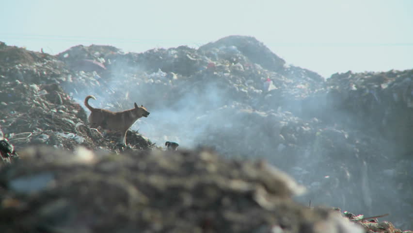 A couple of dogs walk on piles of smoldering rubbish.