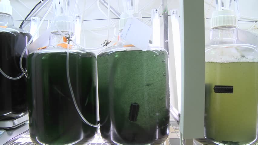 Dolly movement from a photo-bioreactor we see different sorts of cultures of algae being aired with carbon dioxide.