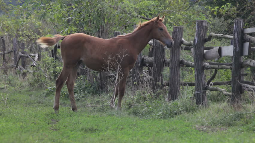 foal