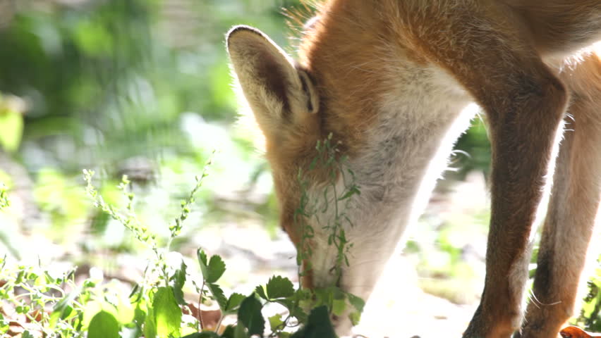fox