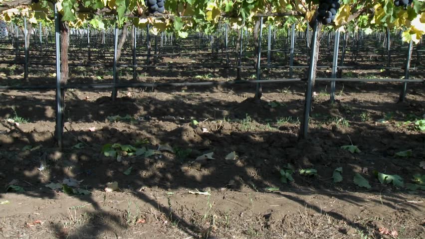 Vertical pan of red wine grapes during harvest season in Chile.