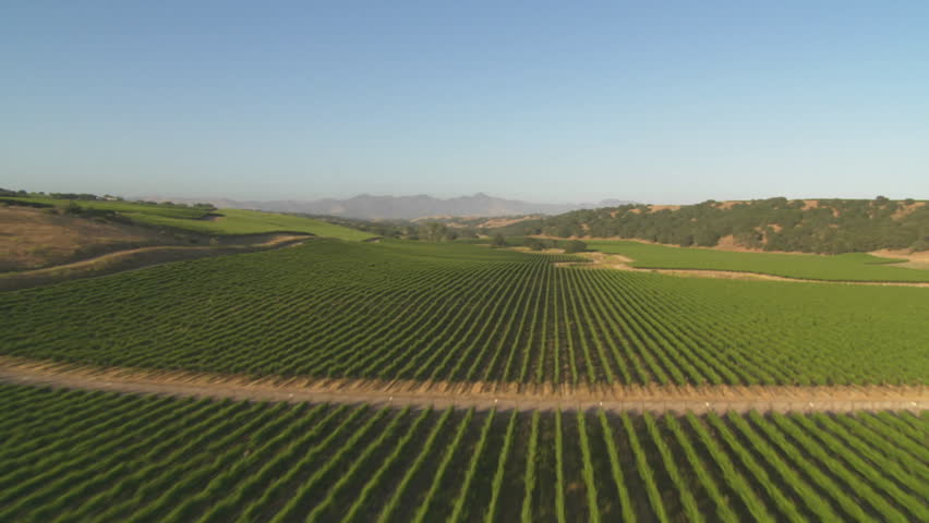 Helicopter low level aerial of Santa Barbara County vineyards, California.