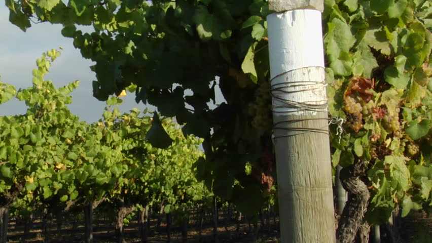 Dolly move across a row of grape vines in a Santa Barbara County vineyard, California.