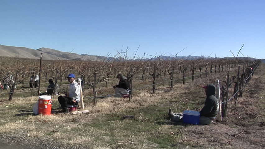 Field workers break for lunch while pruning dormant vines in a vineyard circa 2009 in California.
