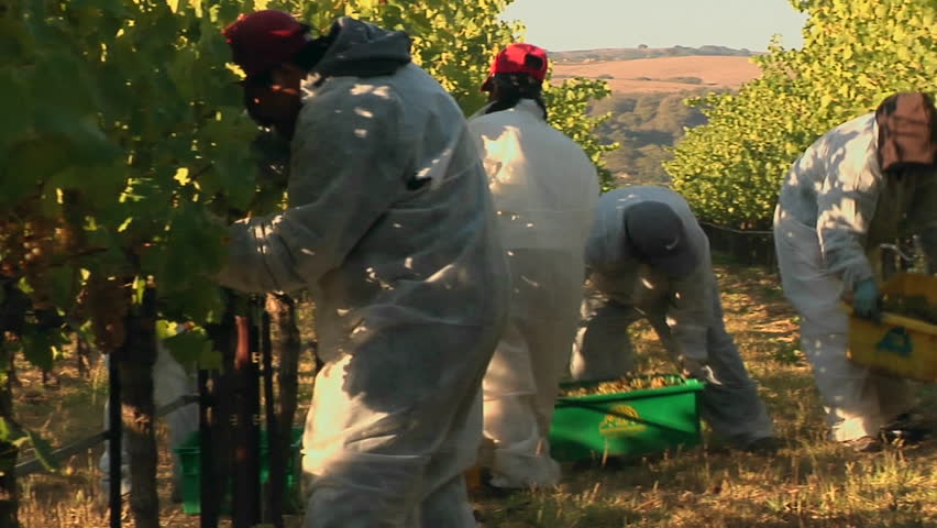 CALIFORNIA - CIRCA 2009: Harvesting grapes at a Santa Barbara County vineyard circa 2009 in California.