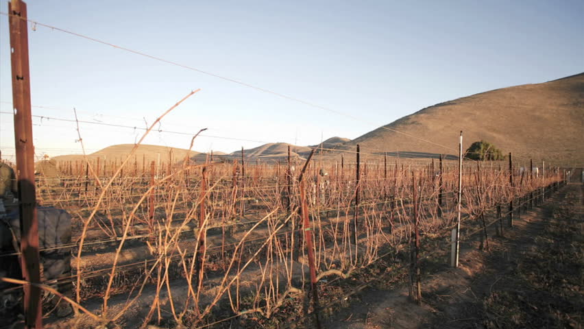 CALIFORNIA - CIRCA 2009: A crew of workers prune a vineyard circa 2009 in California.