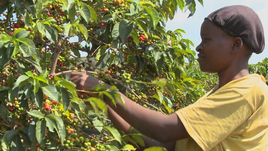KENYA, AFRICA - CIRCA 2009: A woman picks coffee beans on a farm circa 2009 in Kenya.