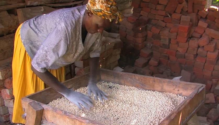 KENYA, AFRICA - CIRCA 2009: A woman threshes and inspects a ground up food stock circa 2009 in Kenya.