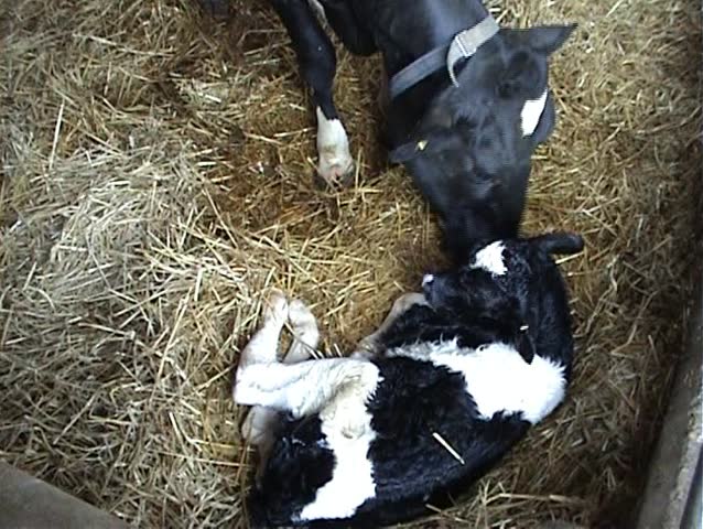Newborn calf