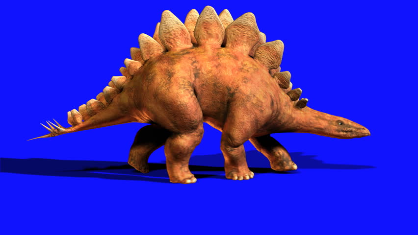 stegosaur walking loop with bluescreen backdrop for easy compositing into your own shots