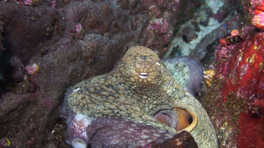 Octopus