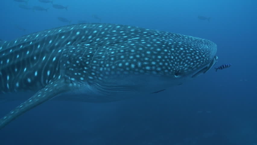 Whaleshark