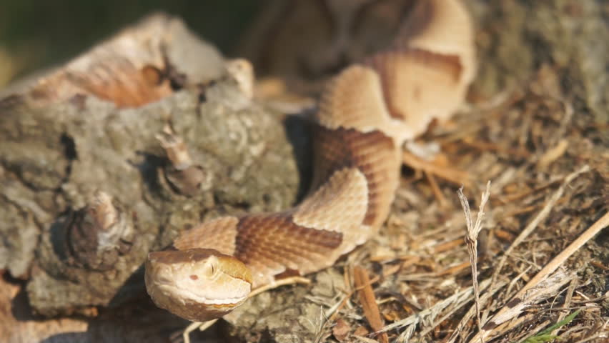 Copperhead Snake (Agkistron contortrix) is a venomous snake found throughout the southern United States.